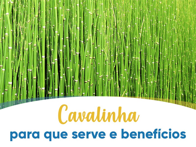 Cavalinha: para que serve e benefcios